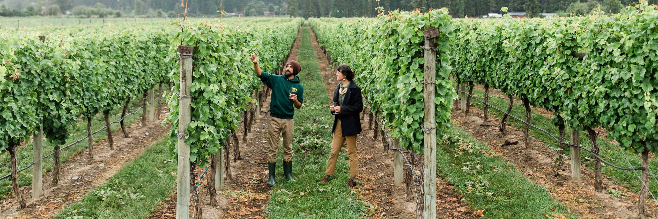 Visit Us Sunnybrae Vineyards & Winery